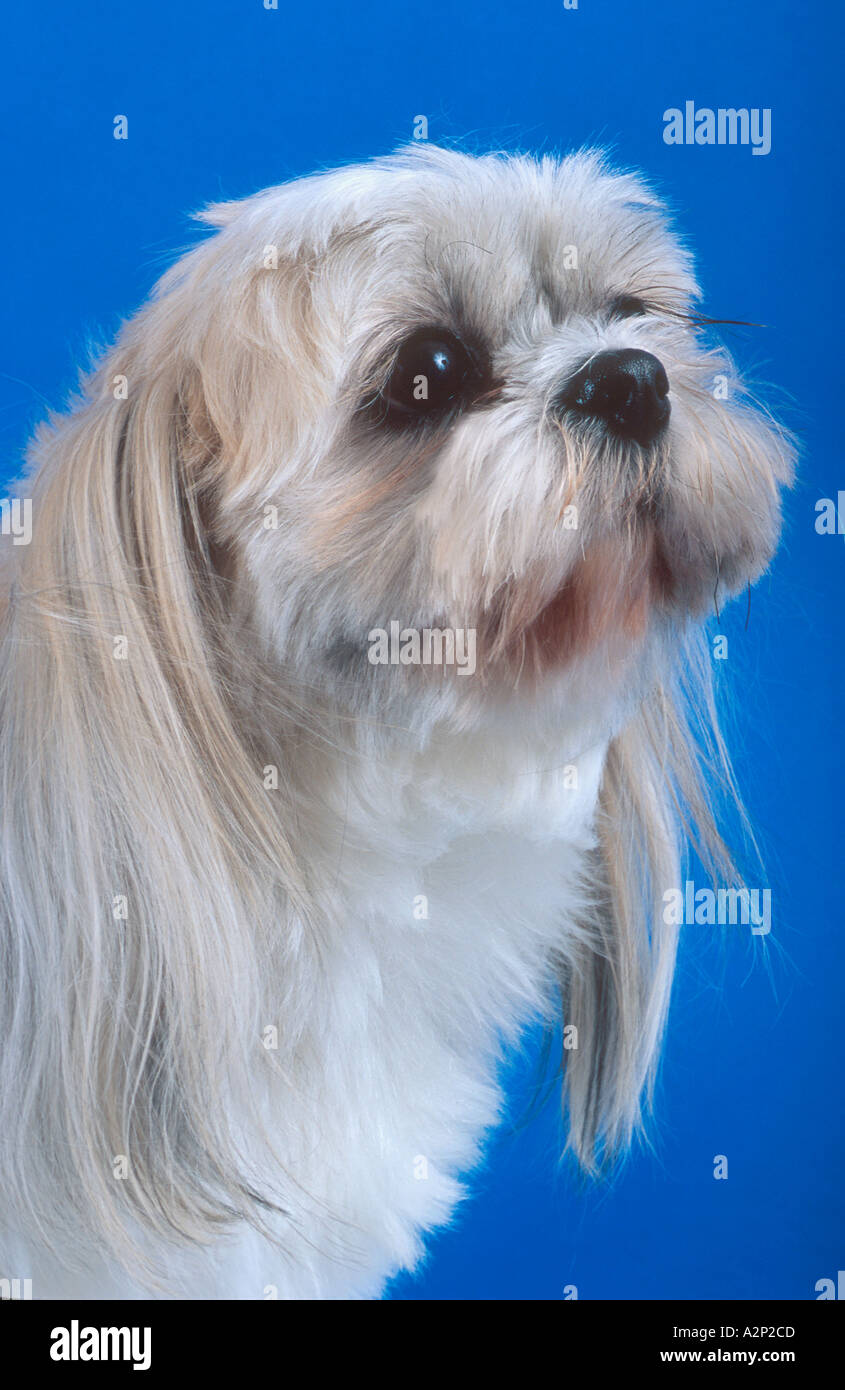 Portrait d'un caniche Shizu mix chien domestique Banque D'Images