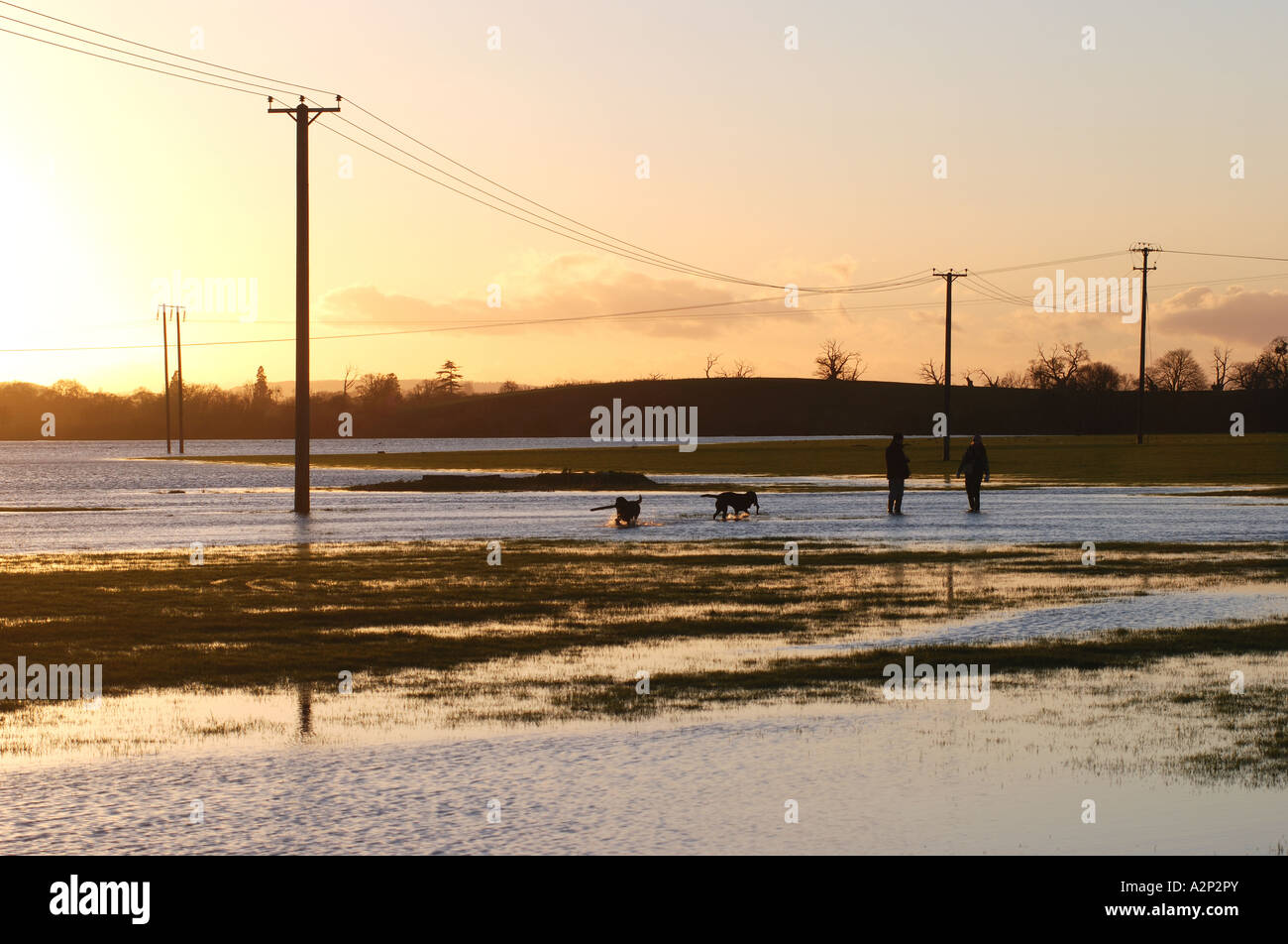 Les gens marcher les chiens dans l'eau d'inondation de la rivière Severn En hiver, Tewkesbury, Gloucestershire, England, UK Banque D'Images