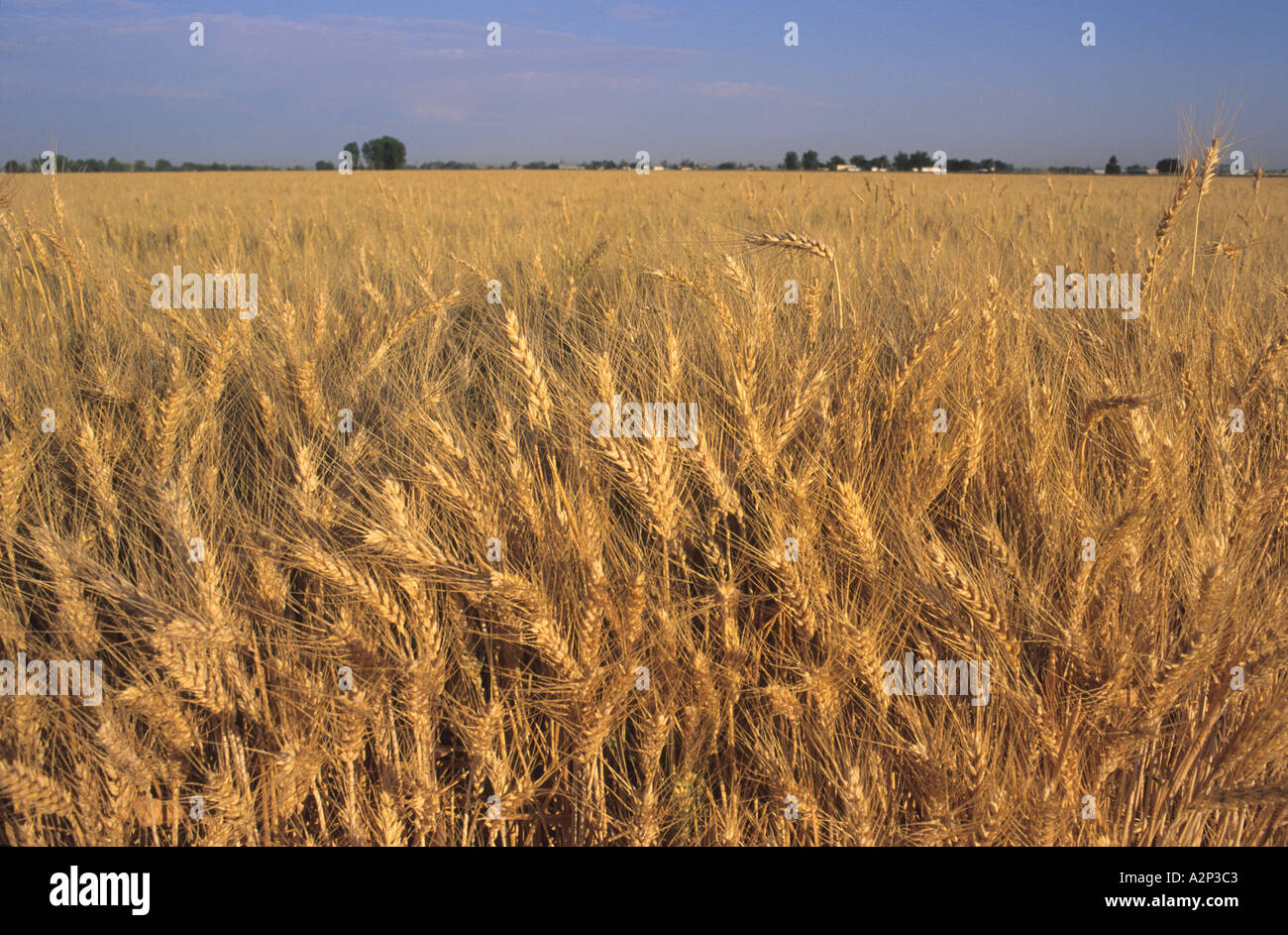 Champ de blé dans le sud-ouest de l'Idaho Banque D'Images