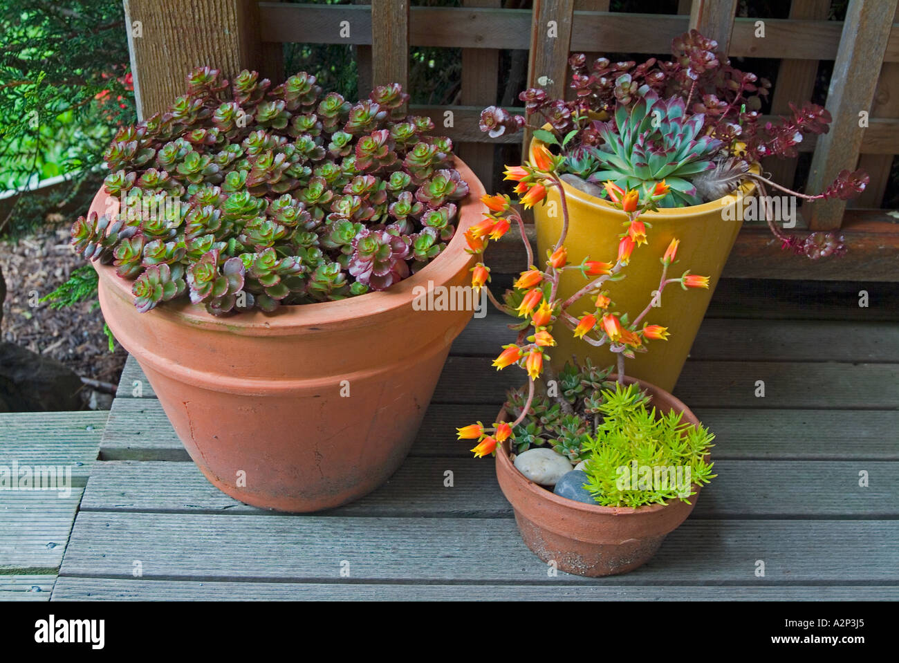 Une jolie gamme de plantes succulentes dans une variété de pots Banque D'Images