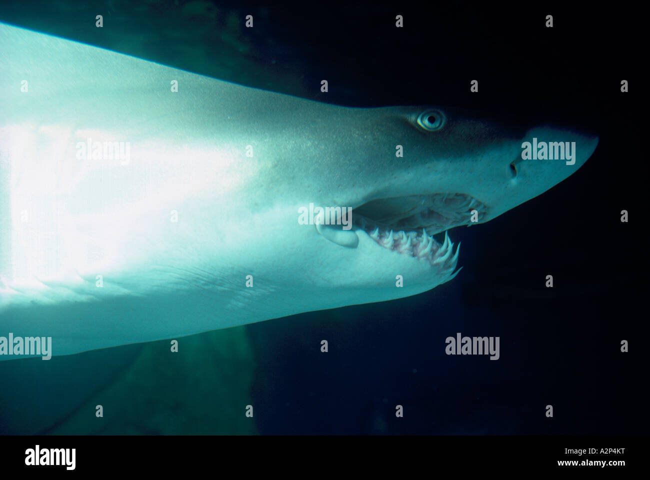 Sand Tiger Shark (Odontaspis taurus) baignade dans la 'Aquarium de Vancouver', au parc Stanley, Vancouver British Columbia Canada Banque D'Images