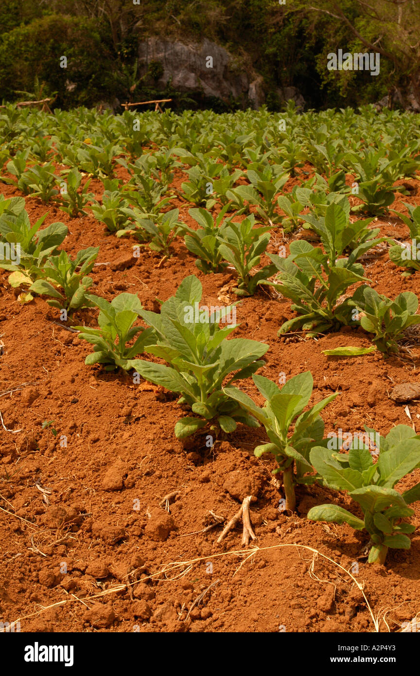 La culture du tabac dans la région de Viñales, Pinar del Rio, Cuba Banque D'Images