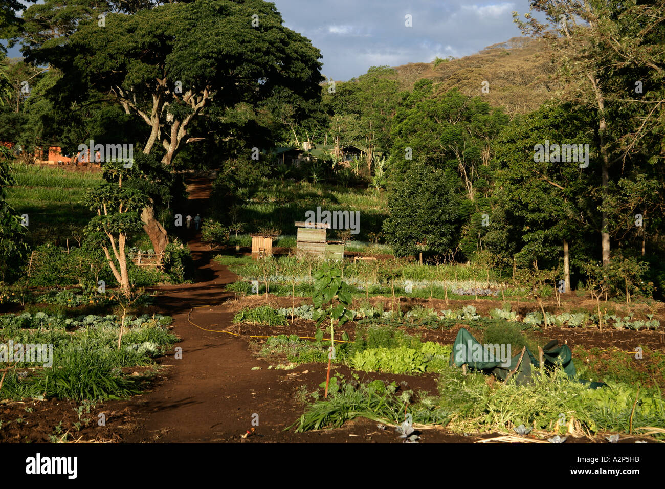 GIBB S FARM jardins biologiques Tanzanie Banque D'Images