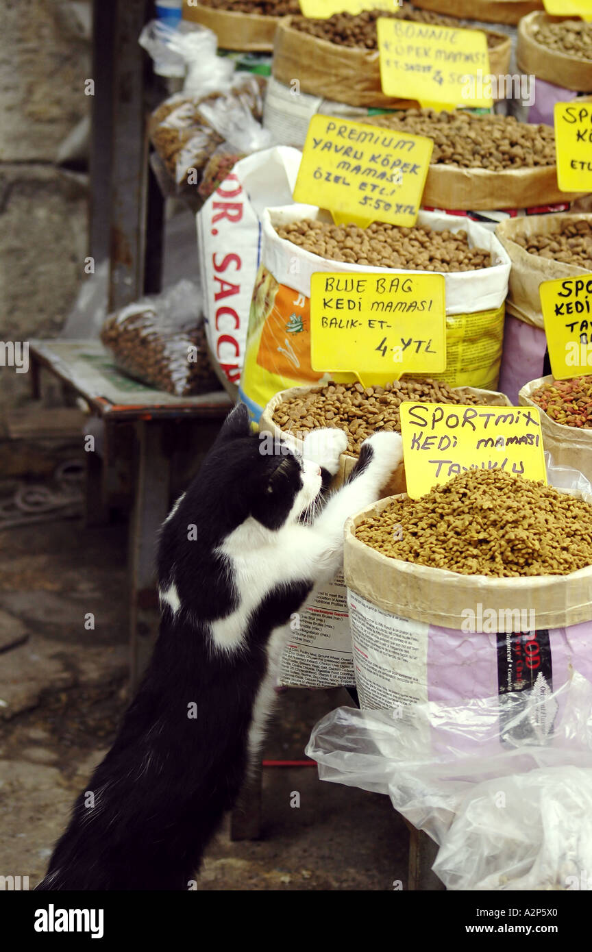 Cat'outilsi au marché aux épices à Istanbul Turquie Banque D'Images