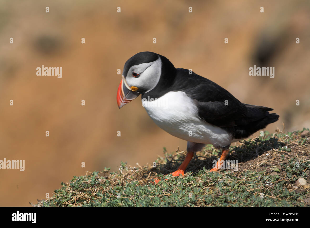 Macareux moine, Skomer Island, Royaume-Uni. De juin. L'été Banque D'Images