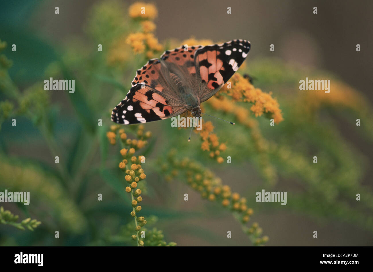 La belle dame, Cynthia cardui, chardon (Vanessa cardui), sur la fin de la verge d'or, Solidago gigantea Banque D'Images