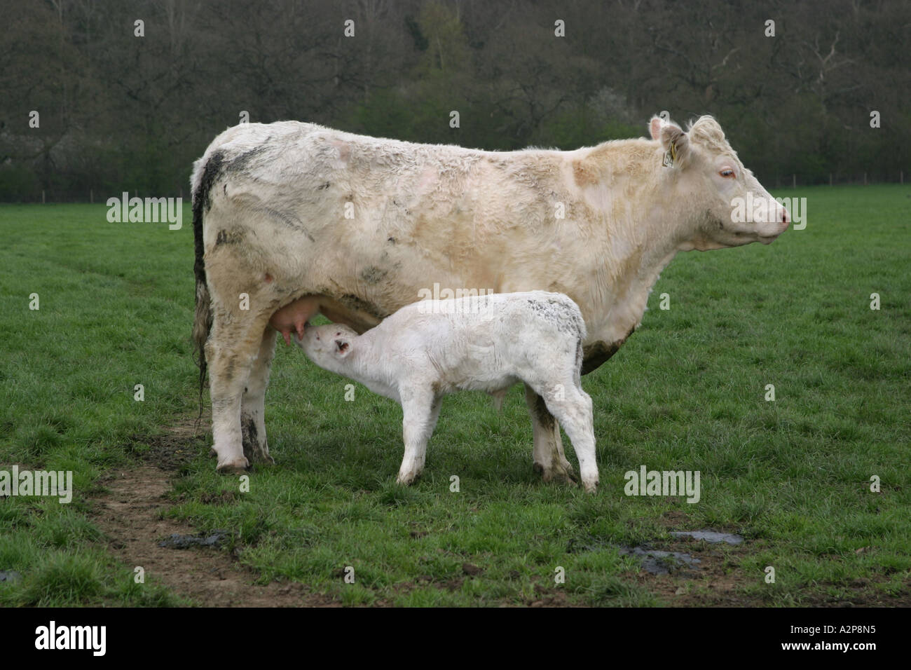 Vache Dans Un Champ De La Mere D Alimentation Des Veaux De Bebe Photo Stock Alamy