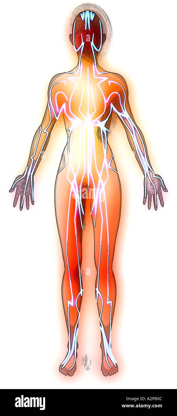 Acupuncture méridiens sur le corps humain Banque D'Images