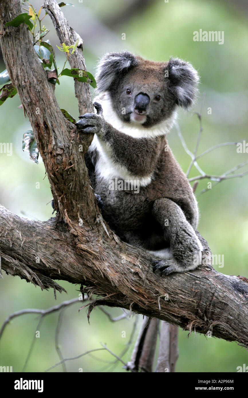 Koala, Le Koala (Phascolarctos cinereus), assis sur une branche, l'Australie, d'Otway NP Banque D'Images