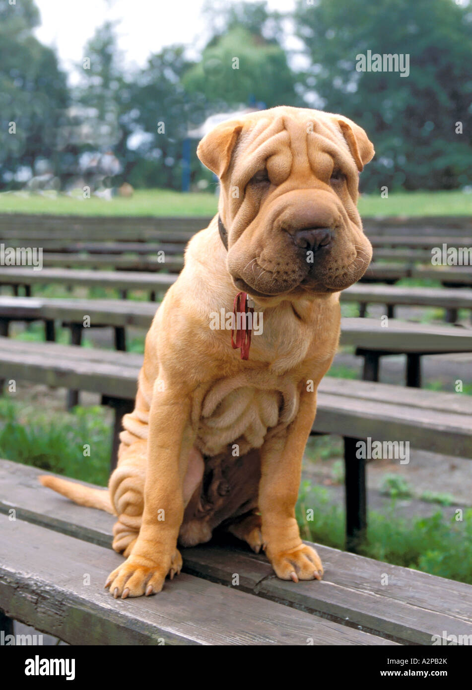 Chinase Shar Pei chien sur banc Banque D'Images