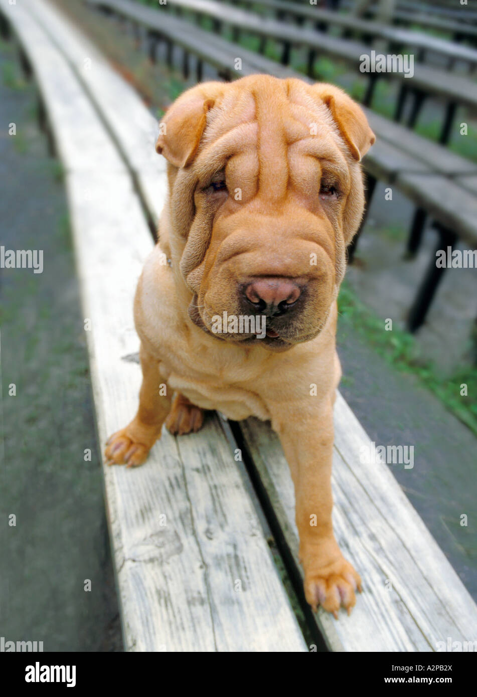 Chinase Shar Pei Chien sur banc Banque D'Images
