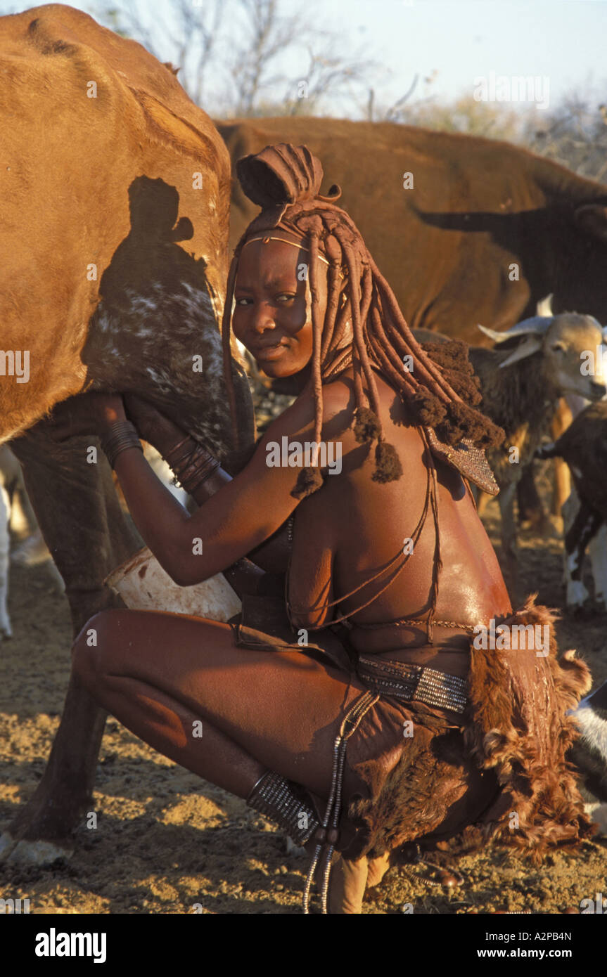 Femme Himba, traire une vache, Afrique du Sud, ; Kunene Kaokoland Banque D'Images