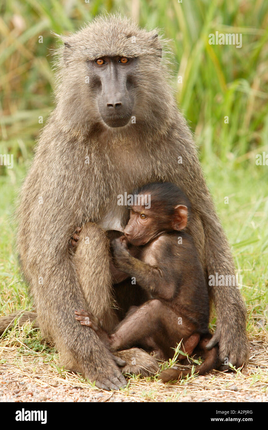 Une mère babouin et son jeune enfant. La verticale. Banque D'Images