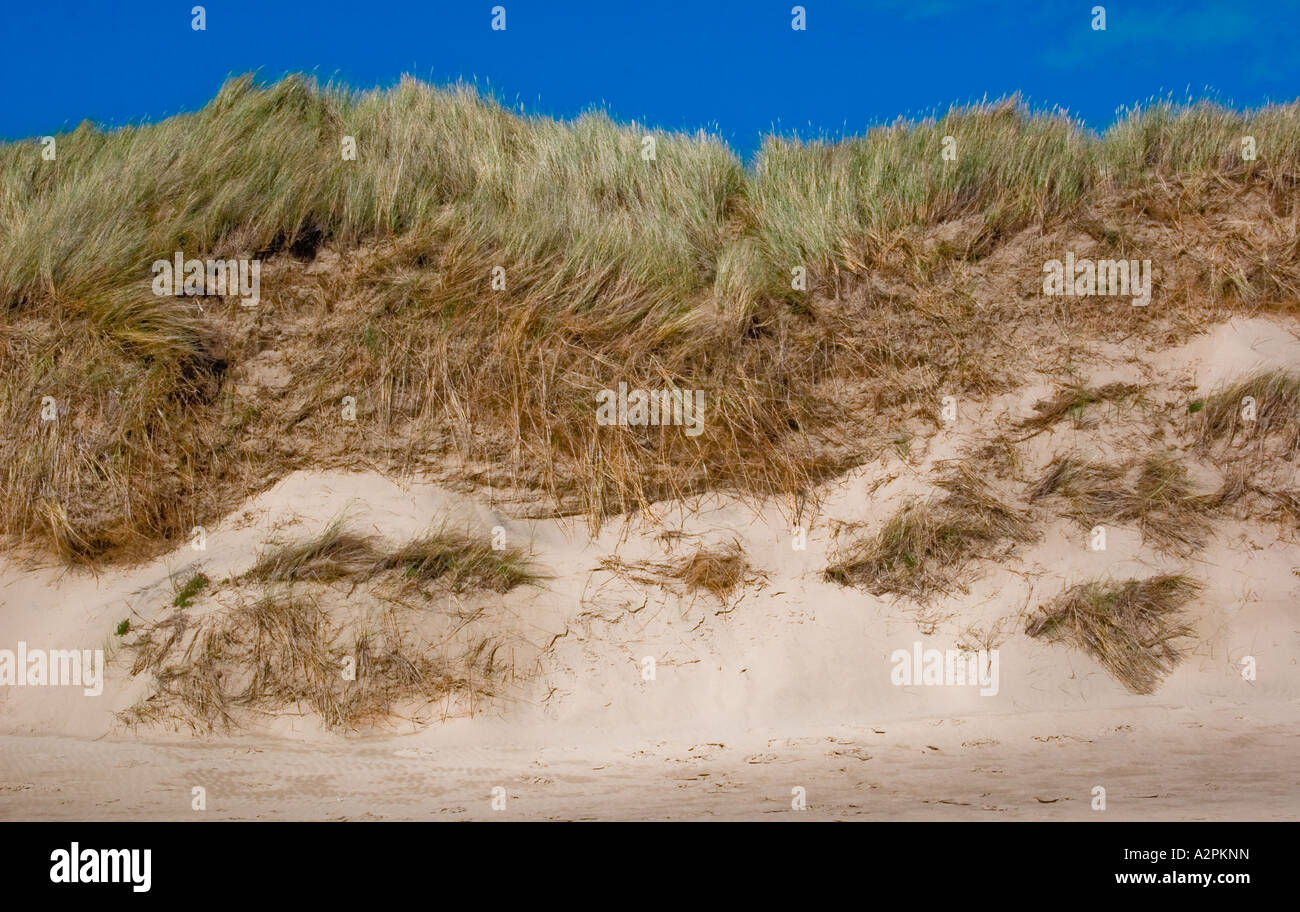 Dunes de sable avec ciel bleu Banque D'Images