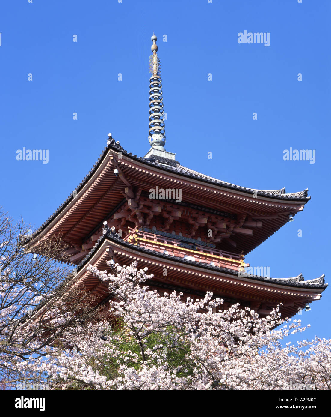 Pagoda et fleur de cerisier au Temple Kiyomizu-dera Banque D'Images