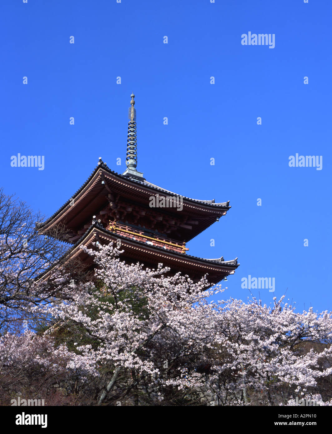 Pagoda et fleur de cerisier au Temple Kiyomizu-dera Banque D'Images