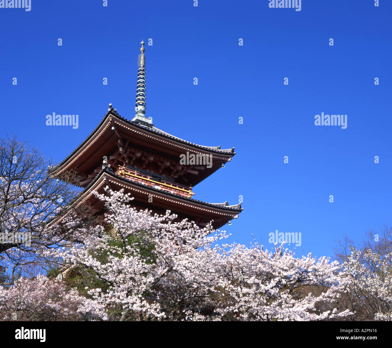 Pagoda et fleur de cerisier au Temple Kiyomizu-dera Banque D'Images