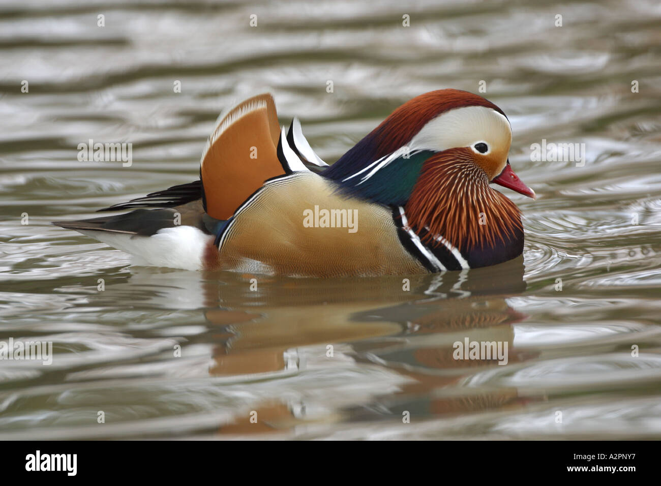 Canard mandarin (Aix galericulata) canard coloré affiche de superbes plumages qui se reflète dans l'eau ci-dessous. Banque D'Images