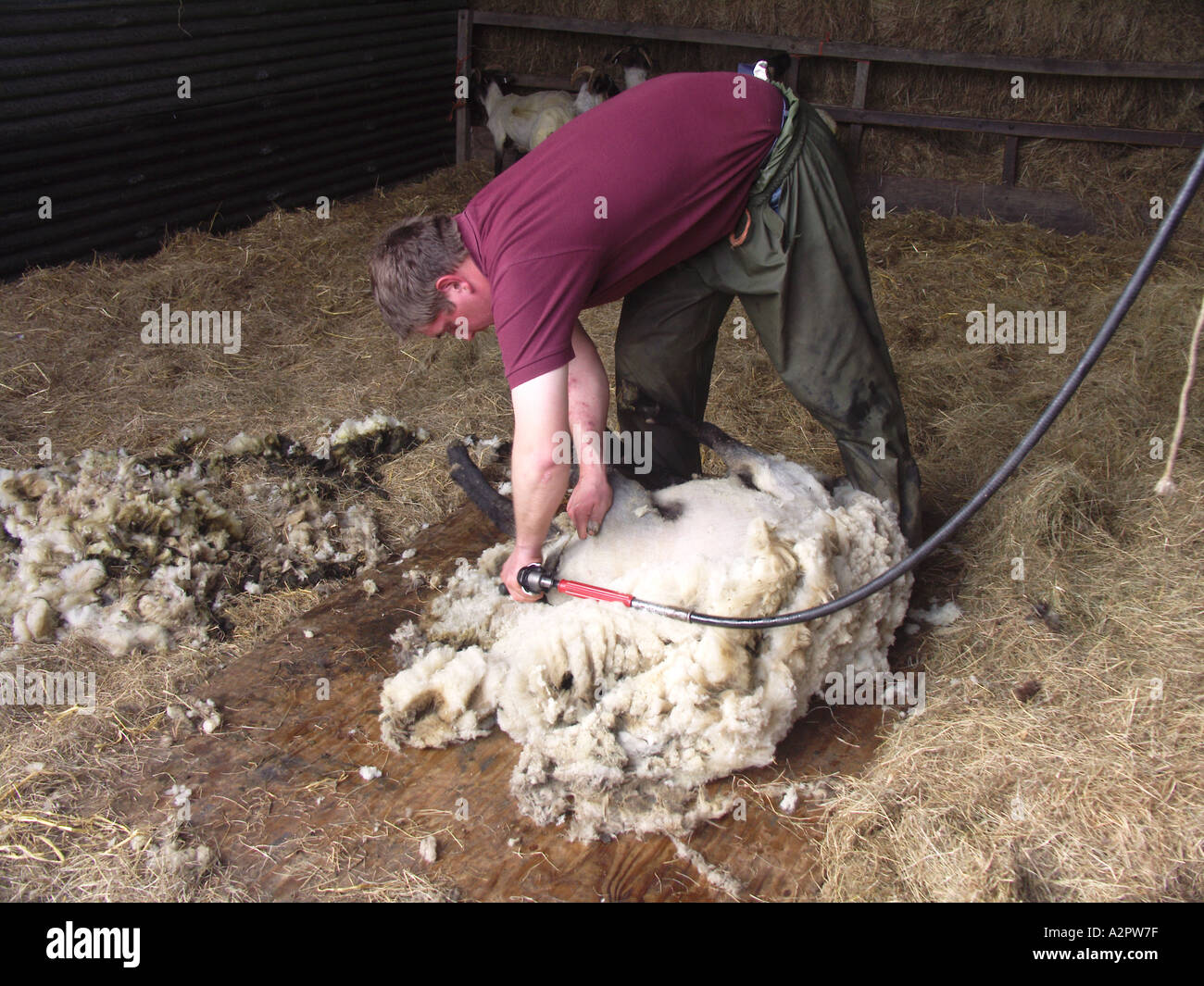 Tonte de moutons Suffolk Angleterre Banque D'Images