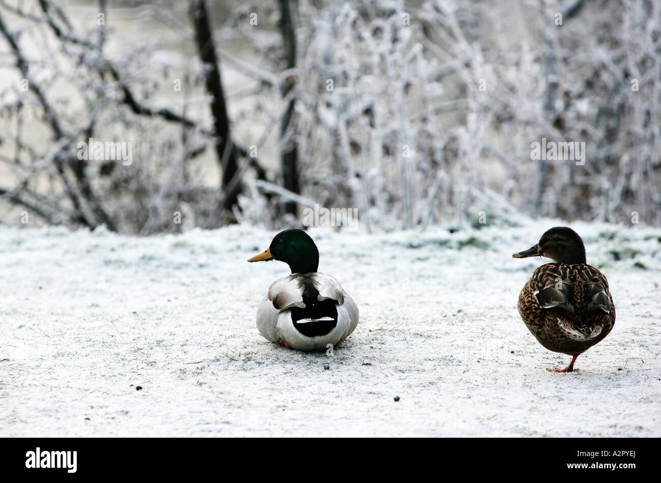 Un agent et une paire de canards colverts avec la femme debout sur une jambe dans la neige. Banque D'Images