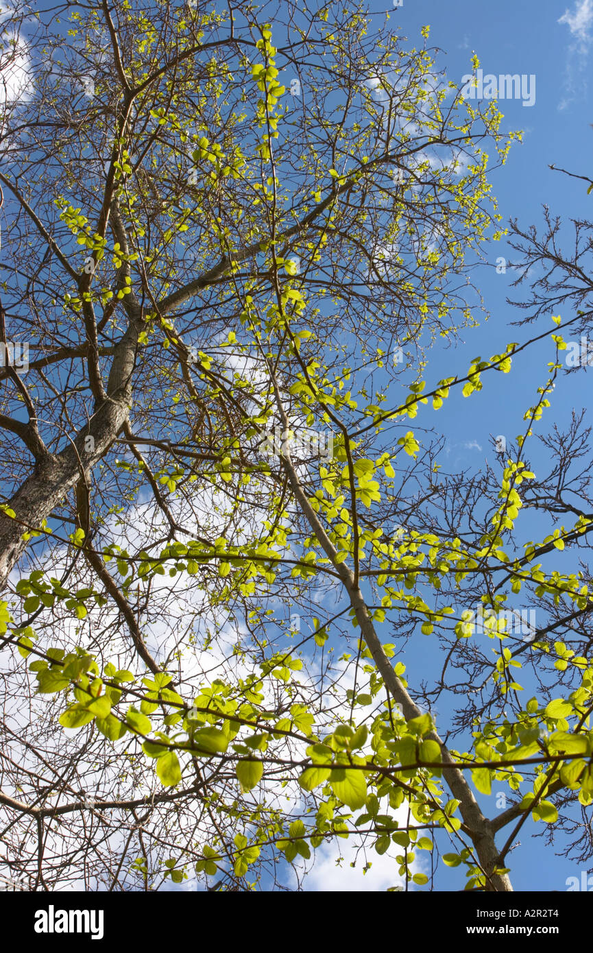 De nouvelles feuilles sur un arbre au début du printemps à l'Université d'Helsinki Botanical Garden, Helsinki, Finlande Banque D'Images