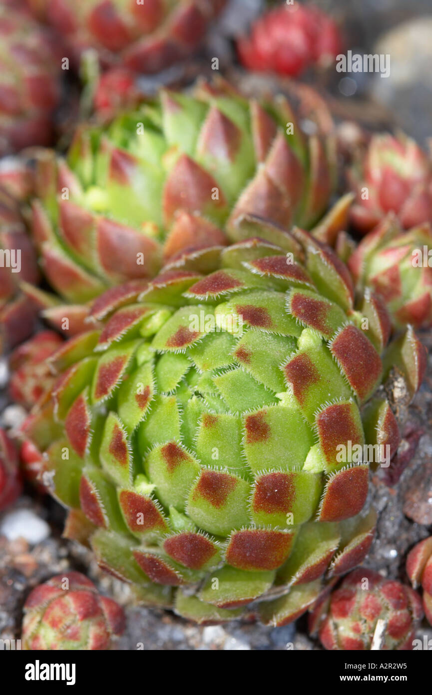 Poule et poussins - Crassulaceae Jovibarba globifera, Europe Banque D'Images