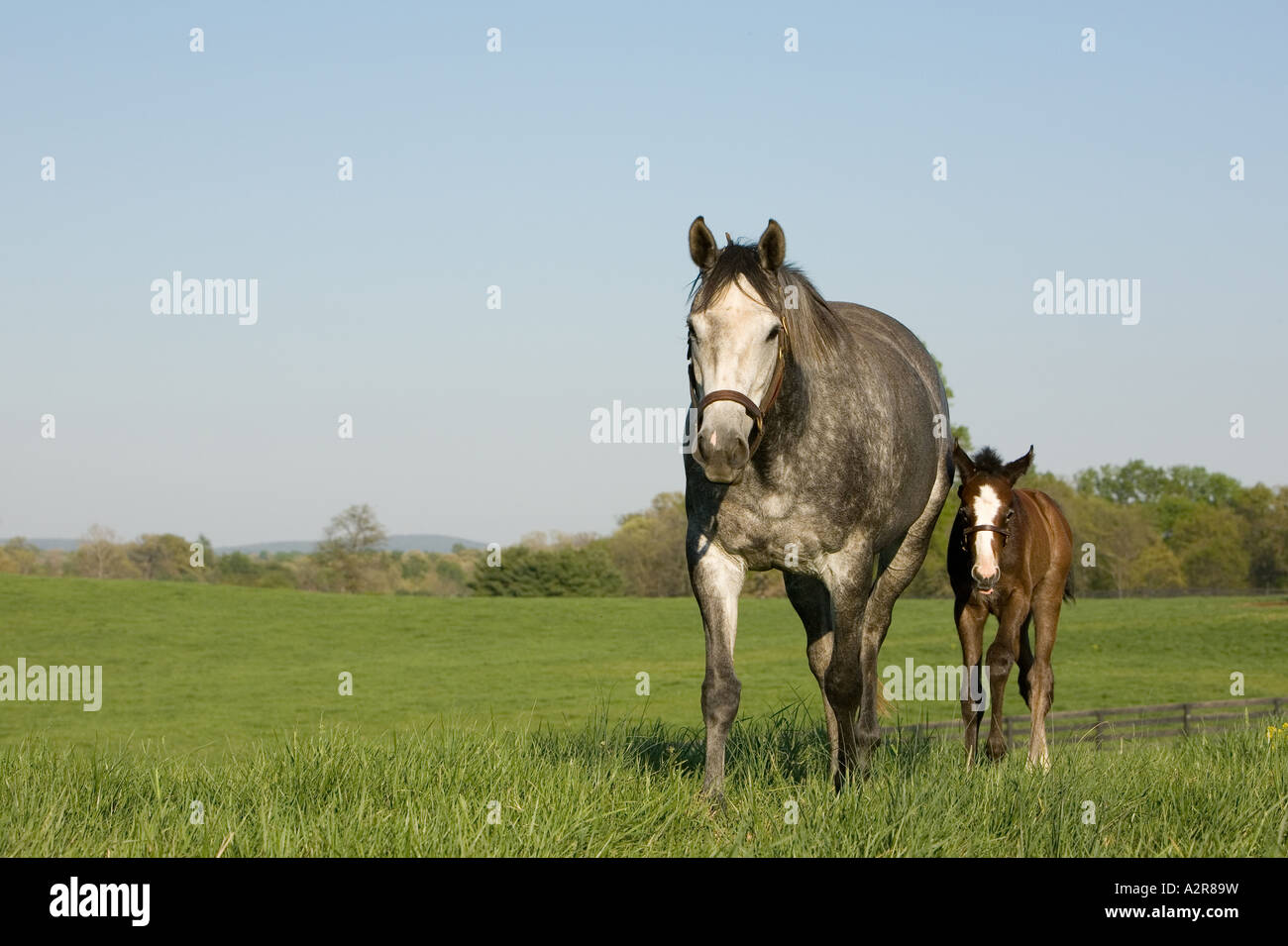 Gris pommelé mare avec jeune poulain par son côté marche à travers les pâturages de printemps Banque D'Images