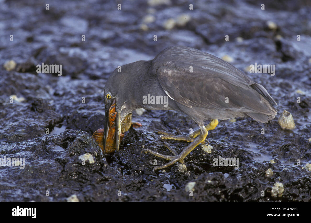 Heron Butorides sundevalli lave se nourrissant de lumière Sally Crabe pied Banque D'Images