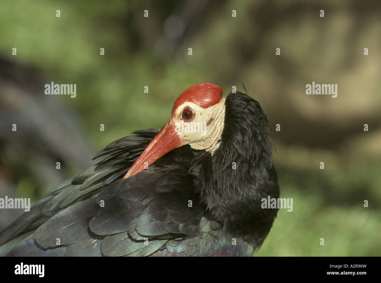 Le sud de l'Ibis chauve Geronticus calvus Afrique du Sud Banque D'Images