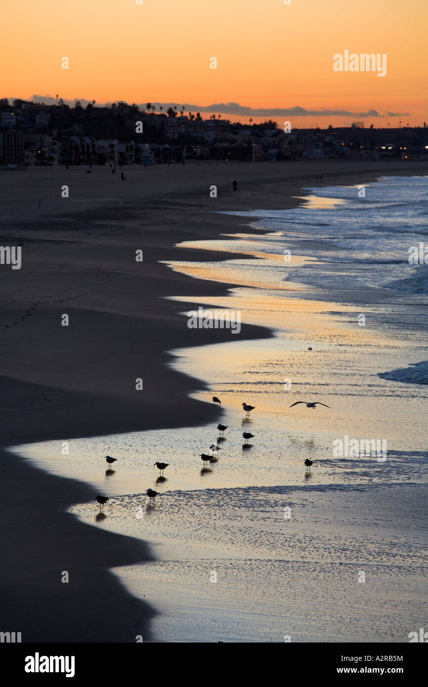 L'alimentation des Goélands le long de la côte comme le soleil monte Marina Del Rey Los Angeles County California United States of America Banque D'Images