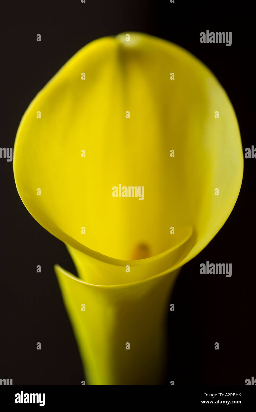 Calla Lily zantedeschia close up of yellow flower Banque D'Images