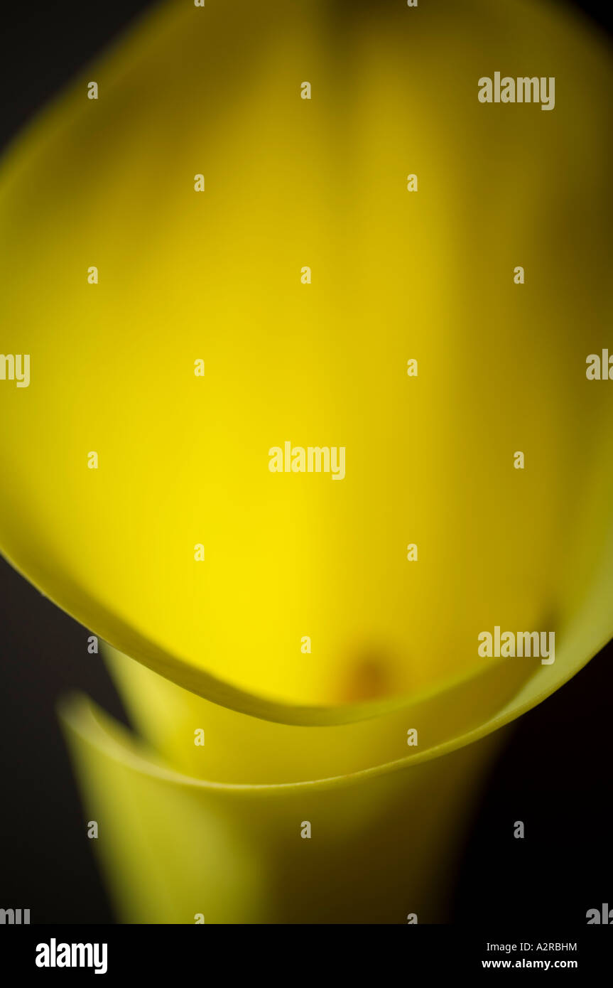Calla Lily close up of yellow flower Banque D'Images