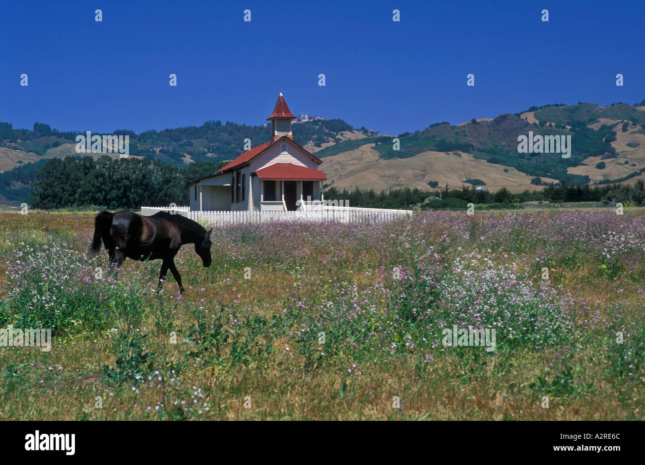 États-unis Californie San Simeon cheval dans un champ de fleurs sauvages et vieille maison Banque D'Images