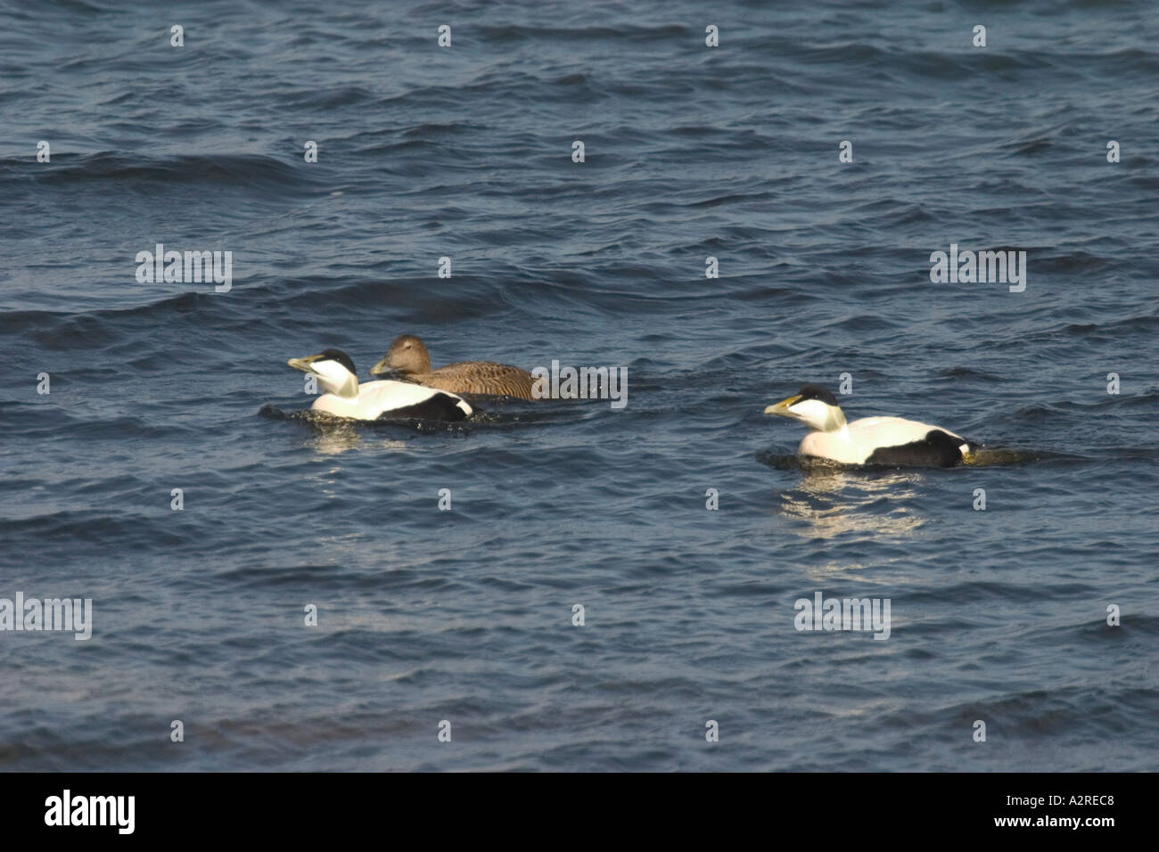 Canard Eider à duvet Somateria mollissima group 2 mâles 1 femelle Banque D'Images