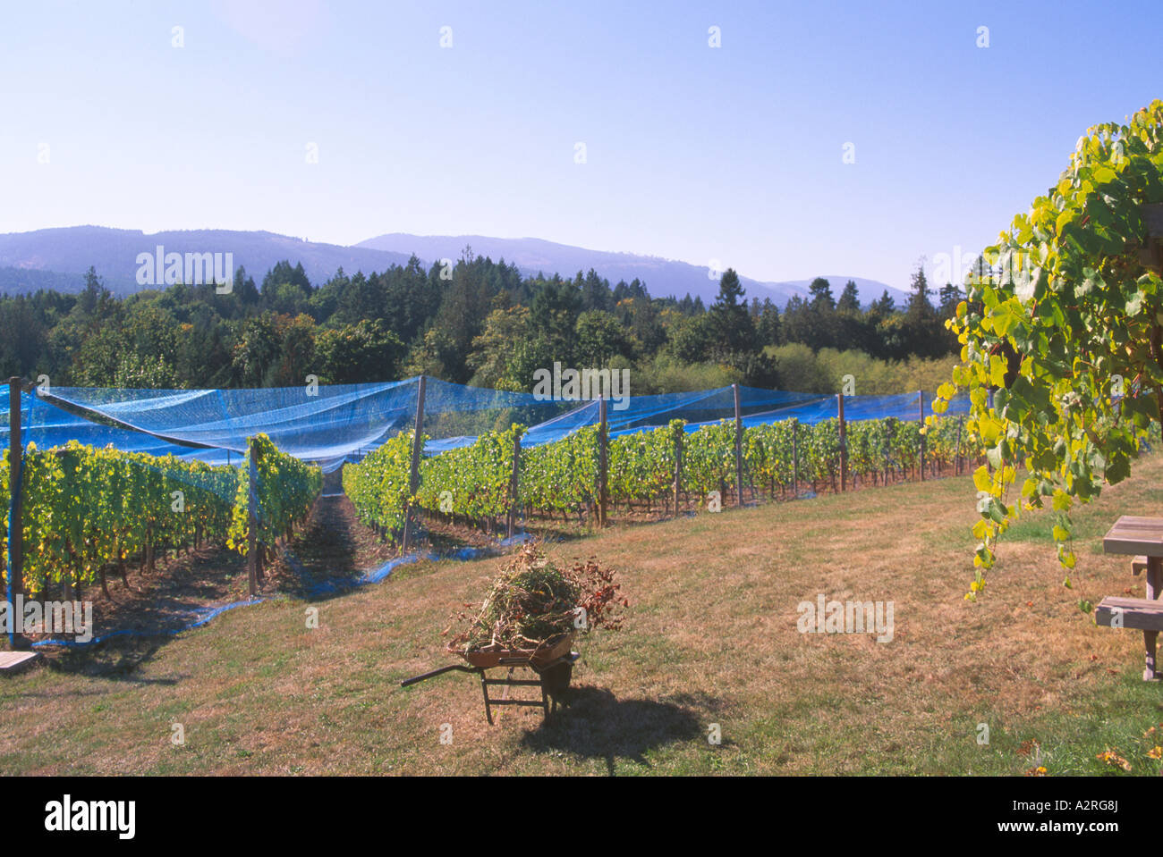 Vignoble de la vallée de Cowichan, sur l'île de Vancouver, BC, en Colombie-Britannique, au Canada, de raisins recouverts de filets de protection contre les oiseaux Banque D'Images