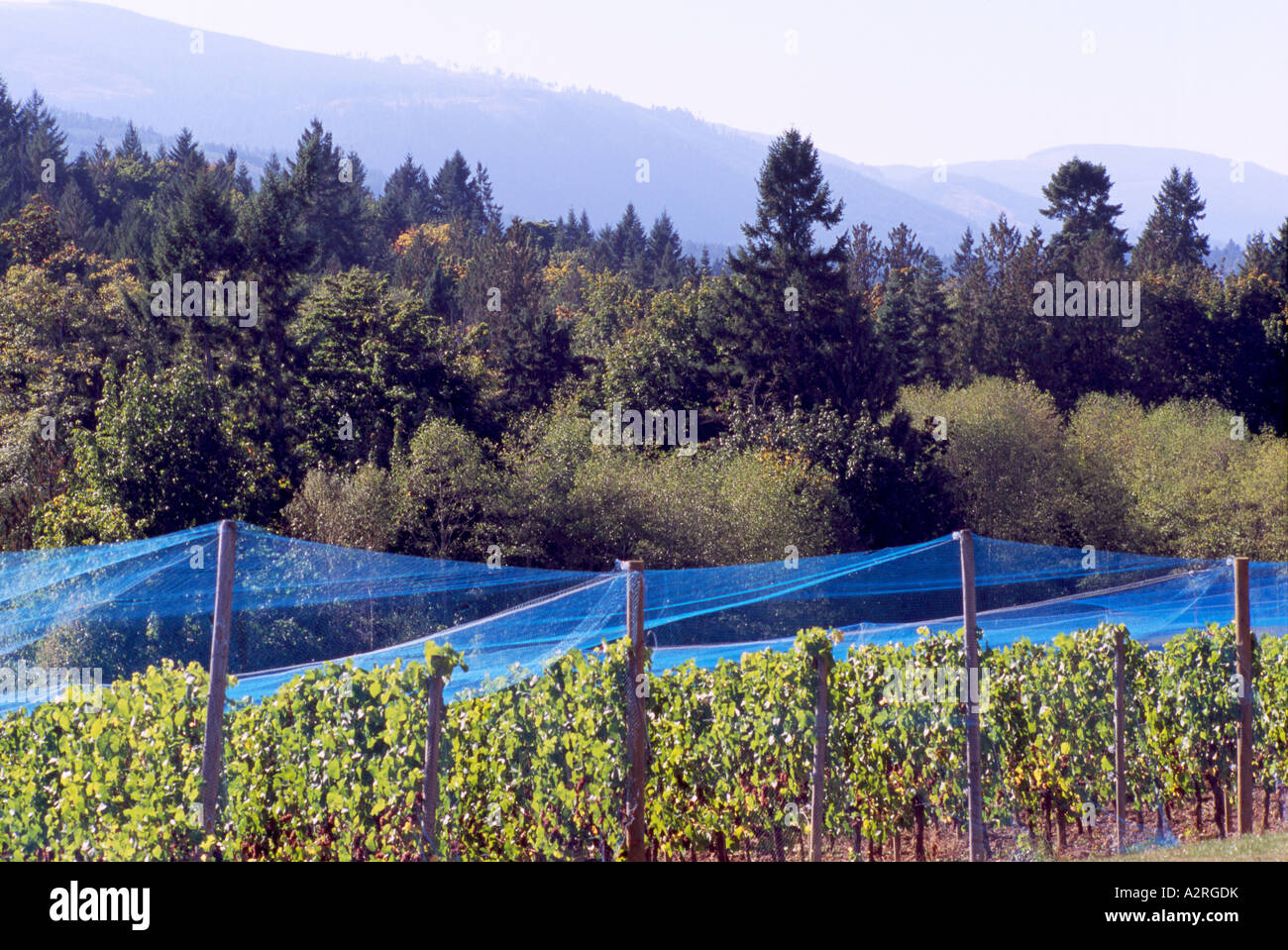 Compensation d'oiseaux - Protection contre les oiseaux des filets couvrant de vignes en vignes, l'île de Vancouver, BC, British Columbia, Canada Banque D'Images