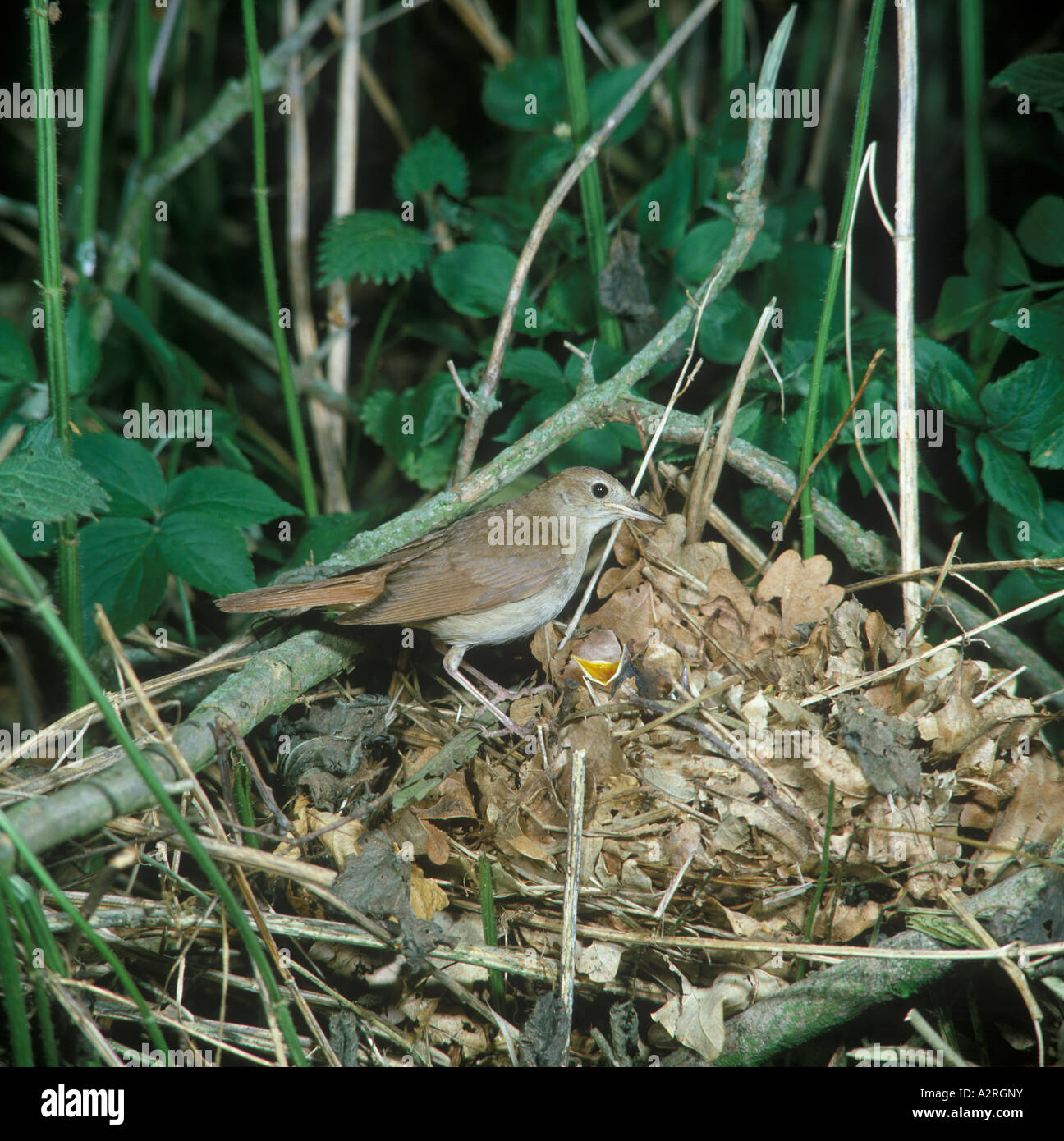 Luscinia megarhynchos Nightingale au nid avec un oisillon montrant Banque D'Images