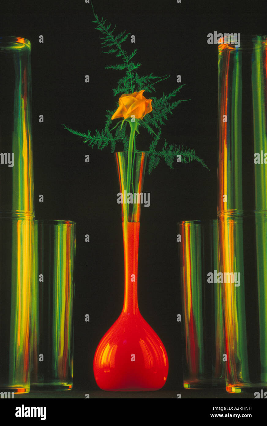 Rose jaune Fleur Vase en verre rempli de liquide rouge, la rangée de vases contre un Backgrond Noir, photographie expérimentale Banque D'Images