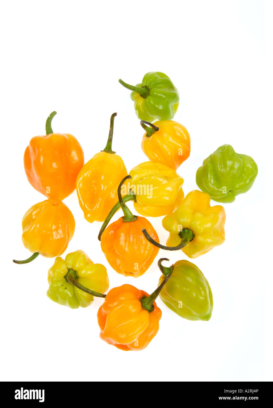 Piments HABANEROS très chaud épicé piment rouge jaune vert orange rouge Banque D'Images