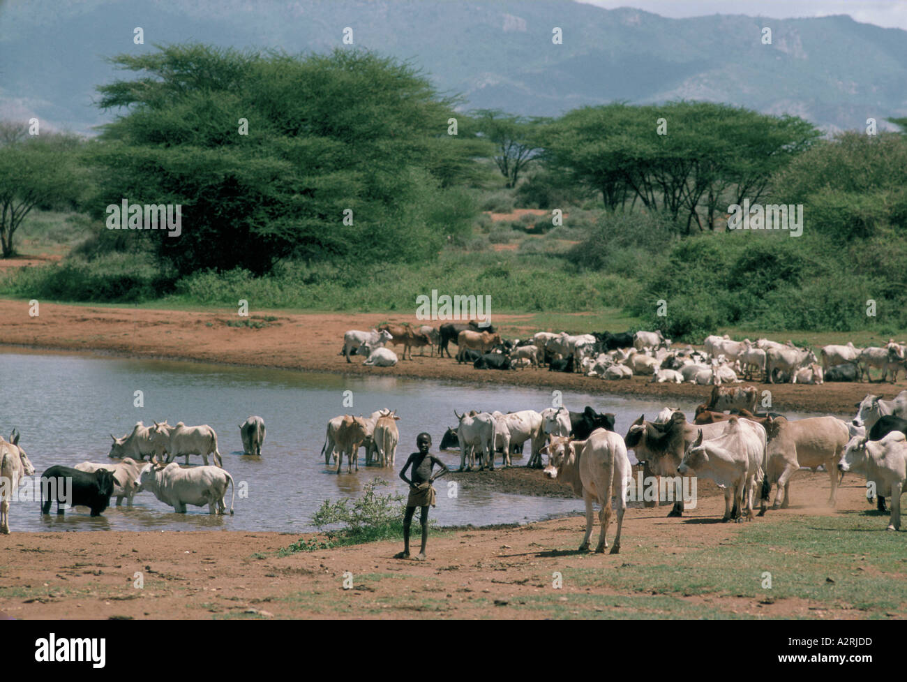 Paysage avec troupeau de bétail garçon l'eau potable à partir du lac ou rivière sambouru kenya Banque D'Images