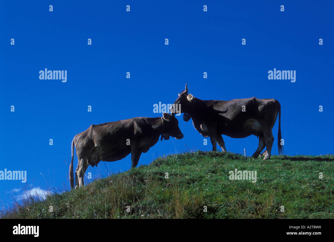 Brown Cow licking autres gc, head on grassy ridge Canton tessin Suisse Banque D'Images