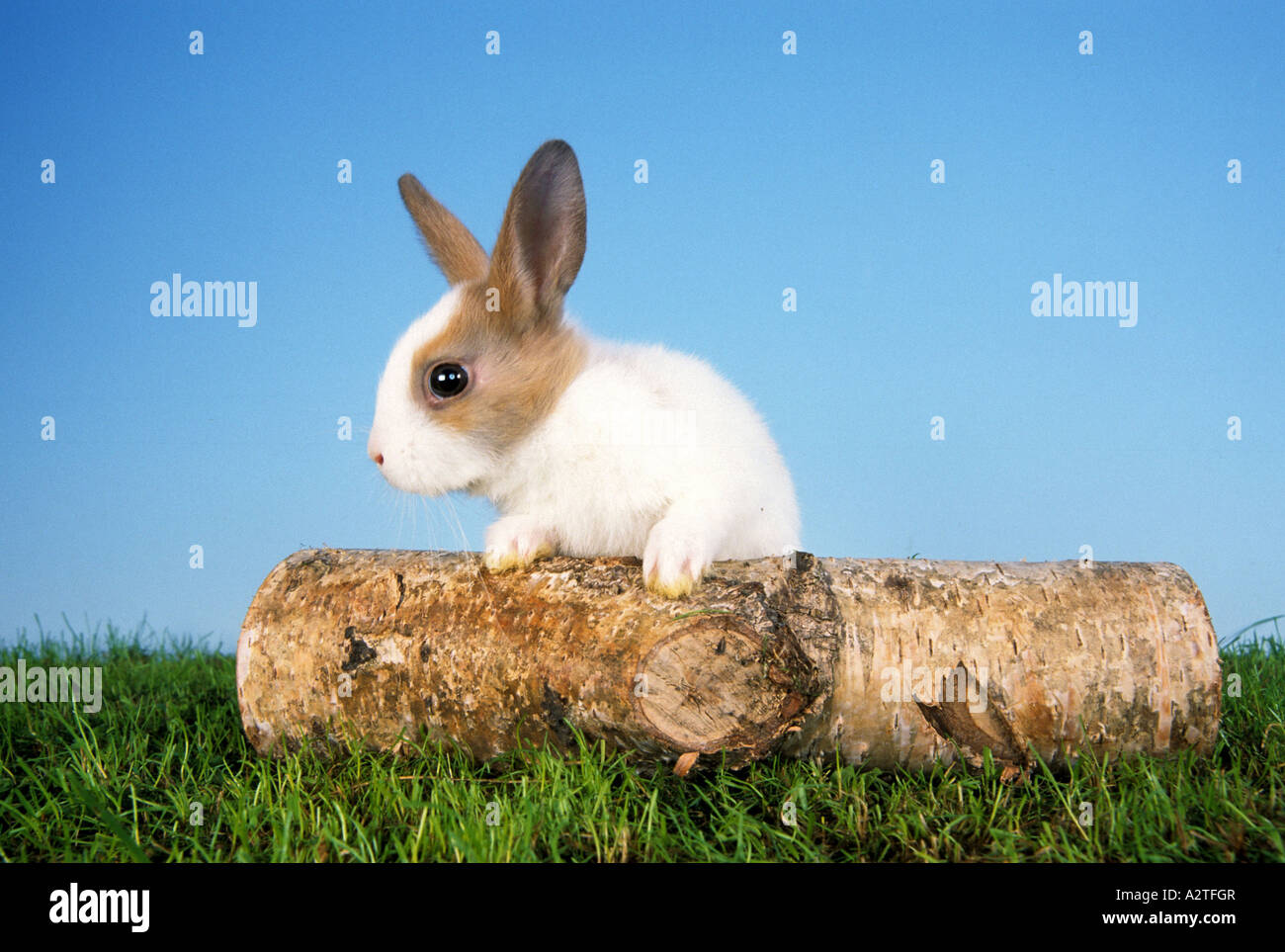 Lapin nain (Oryctolagus cuniculus f. domestica), les jeunes sur le tronc Banque D'Images