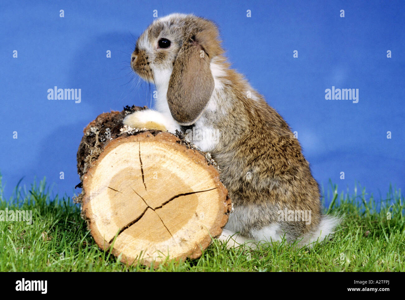 Lapin nain (Oryctolagus cuniculus f. domestica), la Banque D'Images