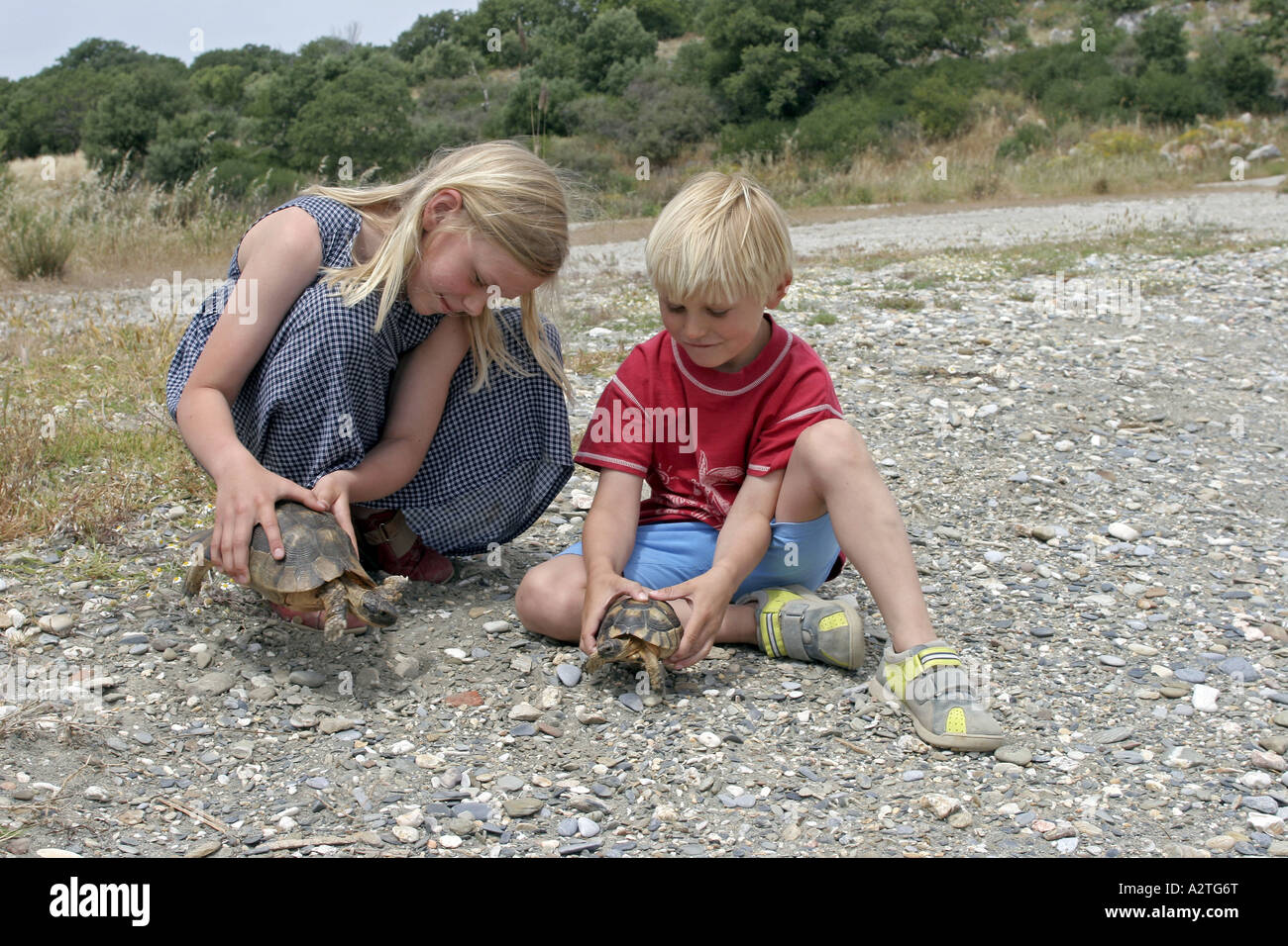 Chat tortue, marginated tortoise (Testudo marginata), tenant sur deux enfants, Grèce Banque D'Images