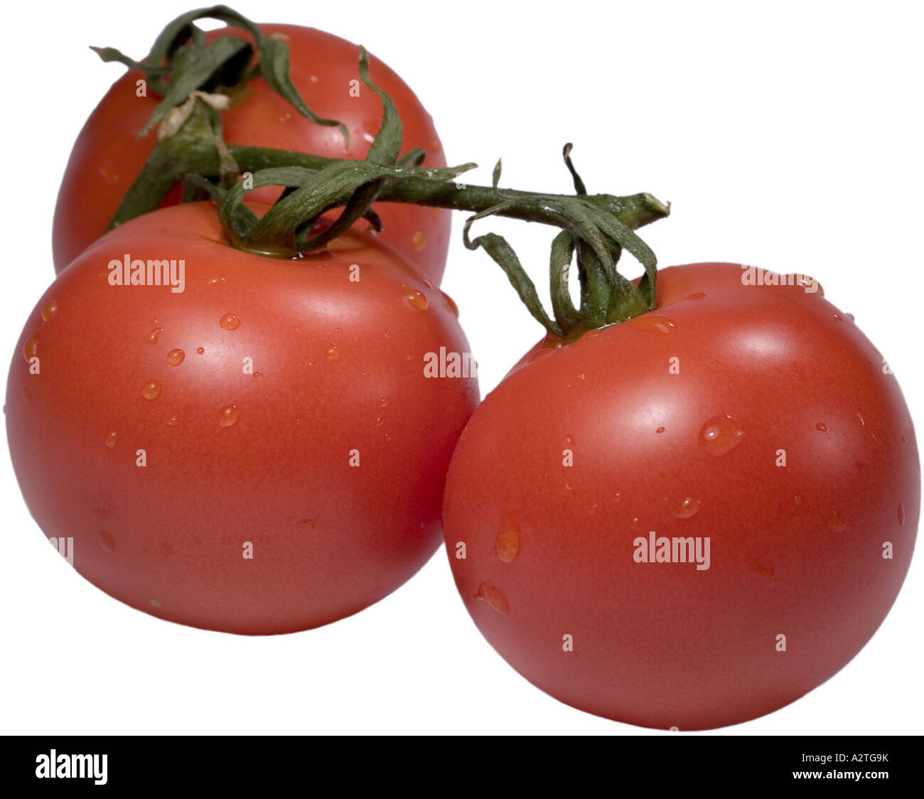 Jardin la tomate (Solanum lycopersicum, Lycopersicon esculentum), fruits Banque D'Images