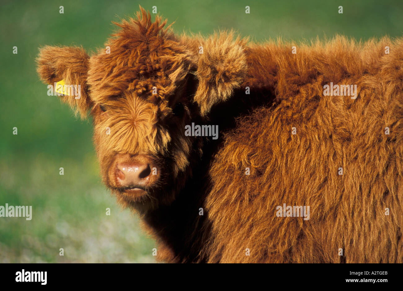 Le veau de race Highland cattle près de Lochinver Sutherland Scotland UK GB EU Europe Banque D'Images