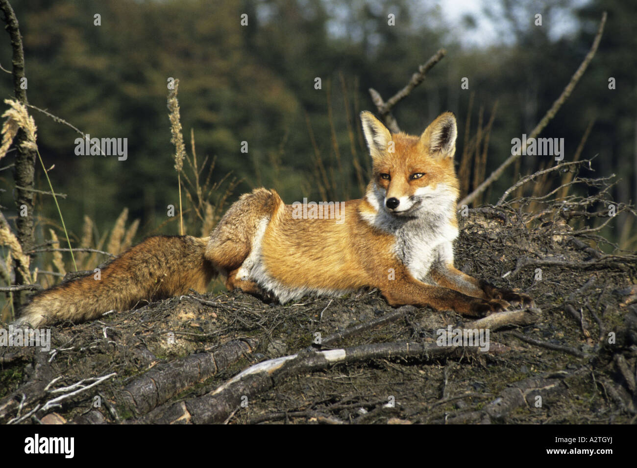 Le renard roux (Vulpes vulpes), le mensonge, Allemagne Banque D'Images