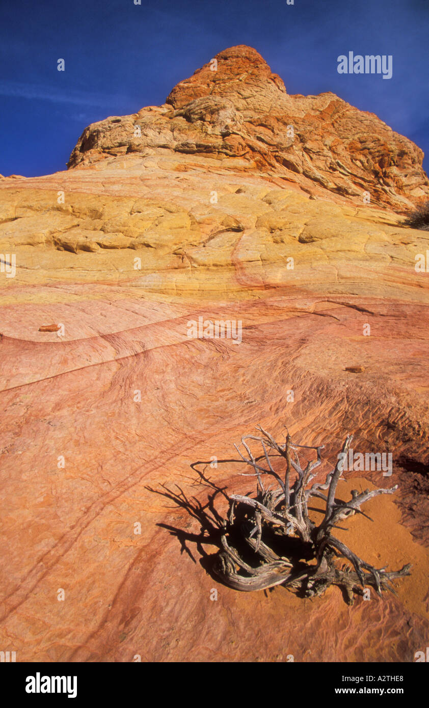 Sandunes pétrifiée et l'érosion des nageoires de grès dans Coyote Butte zone sud de la falaise de Vermillion désert Arizona USA Banque D'Images