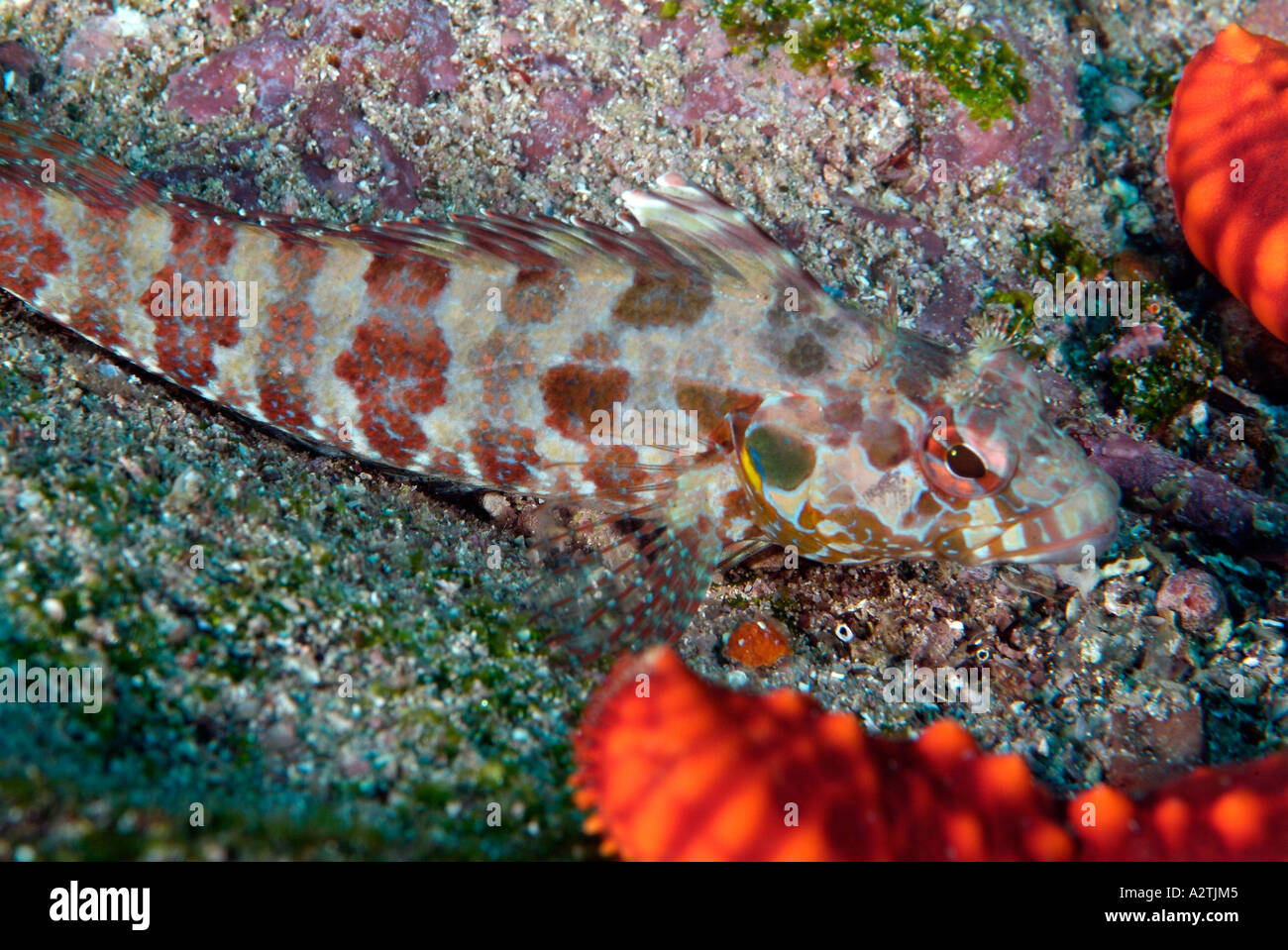 Bravo clinid Archipelagogo blennie de Galápagos Banque D'Images