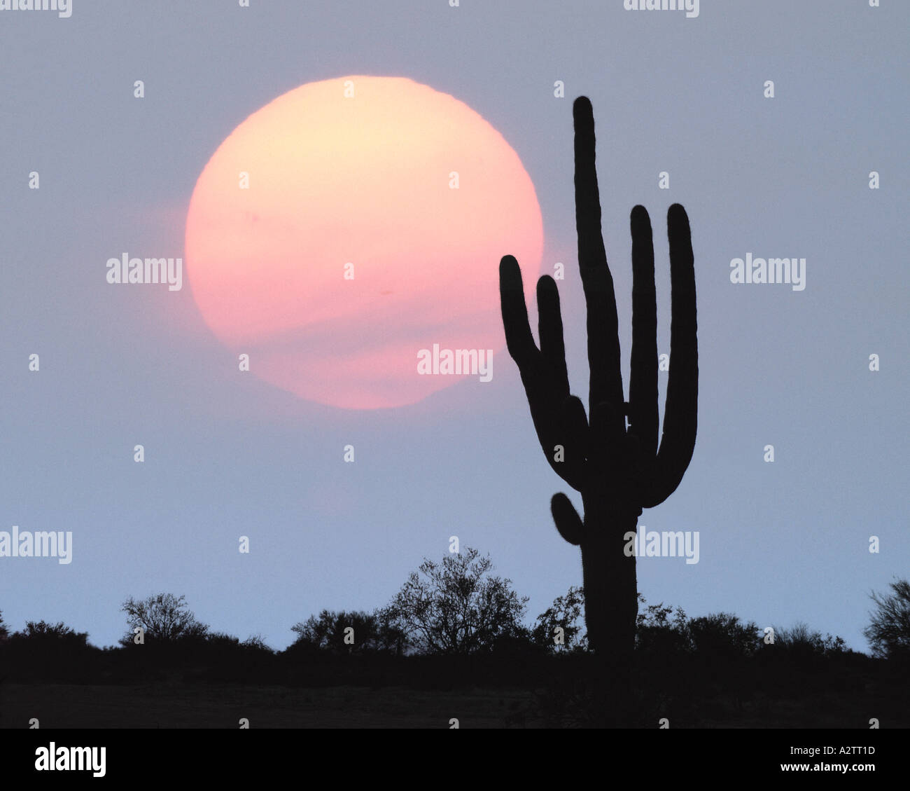 USA - ARIZONA : cactus géant saguaro Banque D'Images